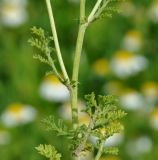 род Anthemis