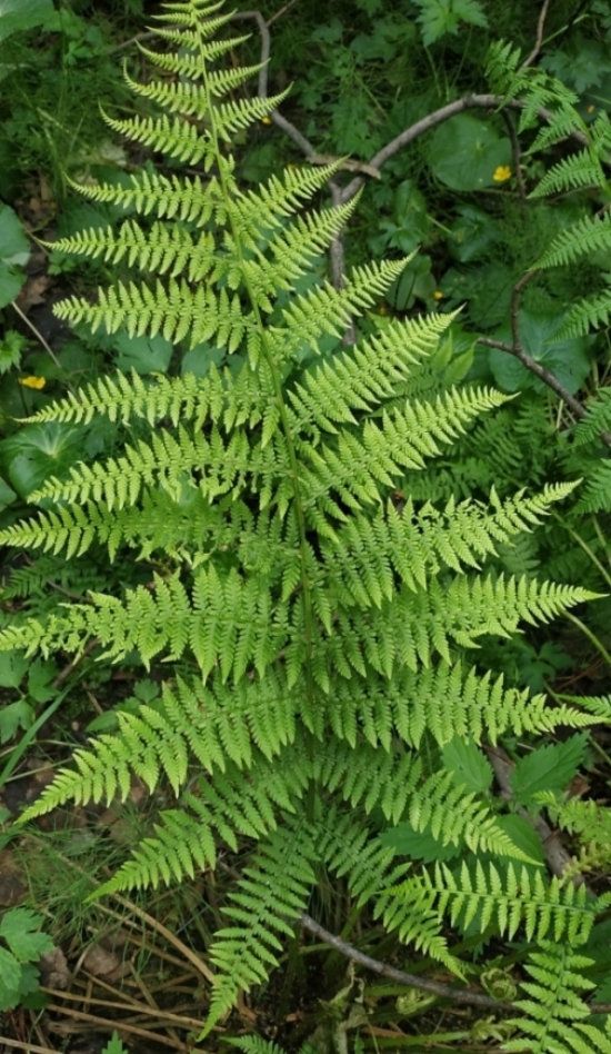 Изображение особи Athyrium filix-femina.