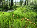 Polytrichum commune. Спороносящие растения. Карелия, Лахденпохский р-н, окр. пос. Ихала, заболоченный березняк. 17.07.2018.