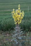 Verbascum songaricum