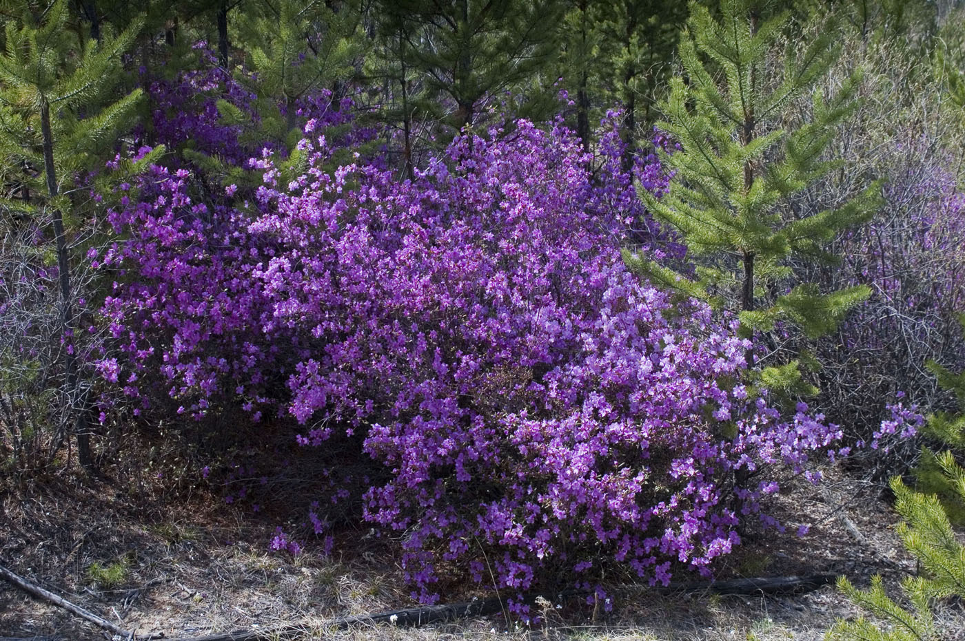 Image of Rhododendron dauricum specimen.