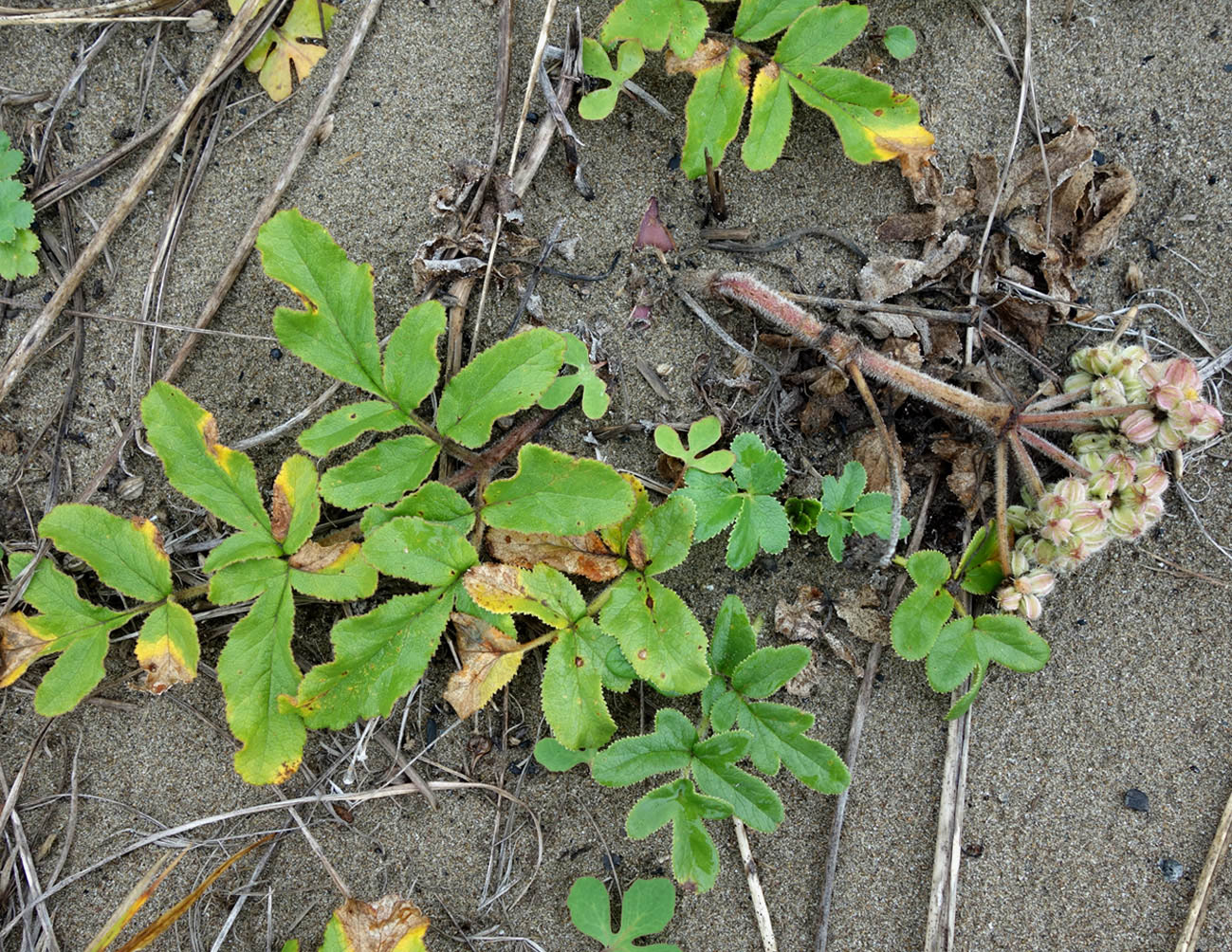 Image of Glehnia litoralis specimen.