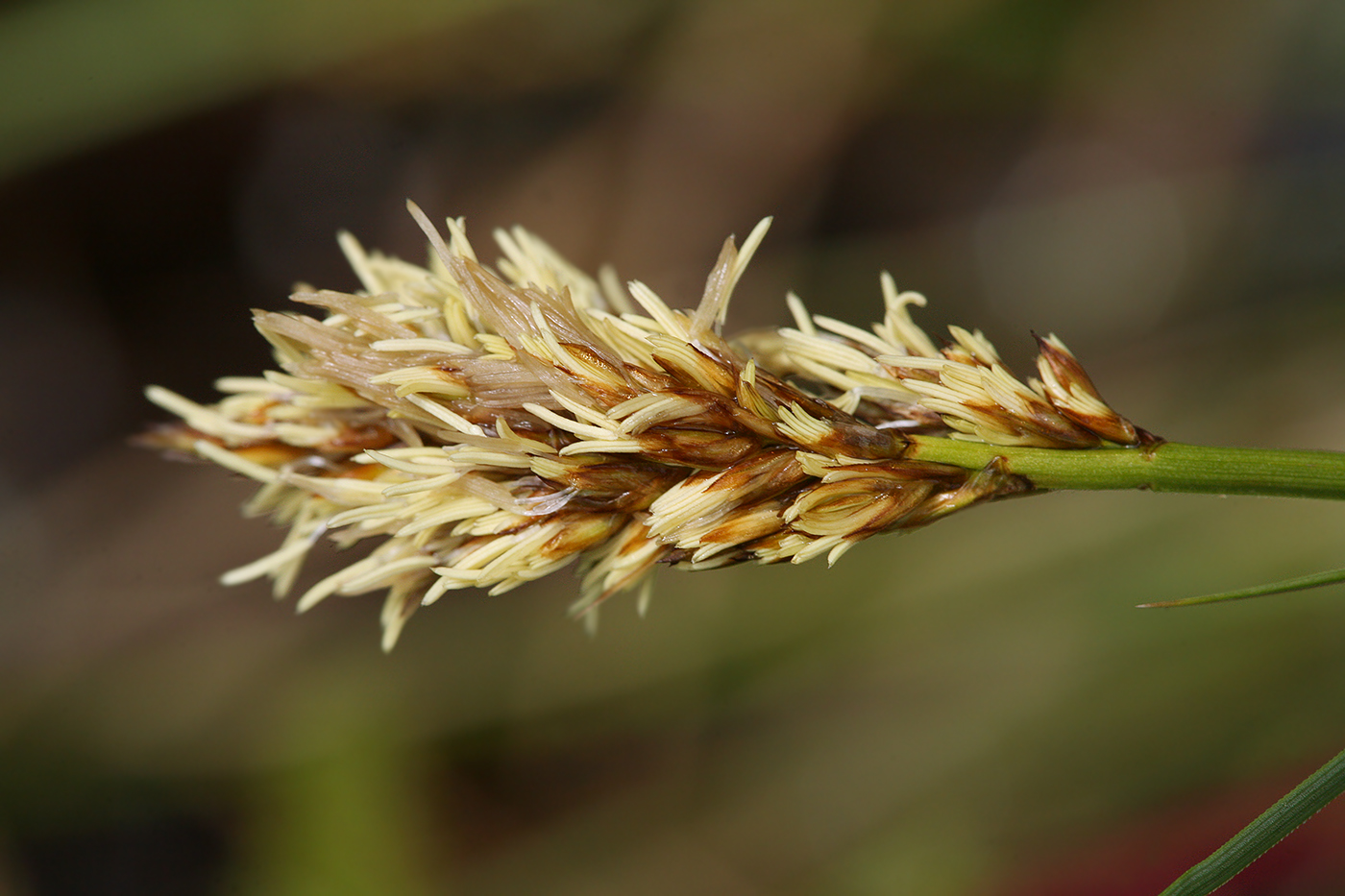 Image of Carex appropinquata specimen.