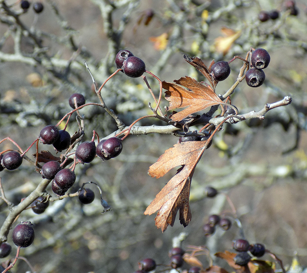 Image of Crataegus pentagyna specimen.