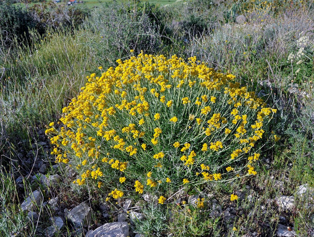 Изображение особи Helichrysum stoechas ssp. barrelieri.