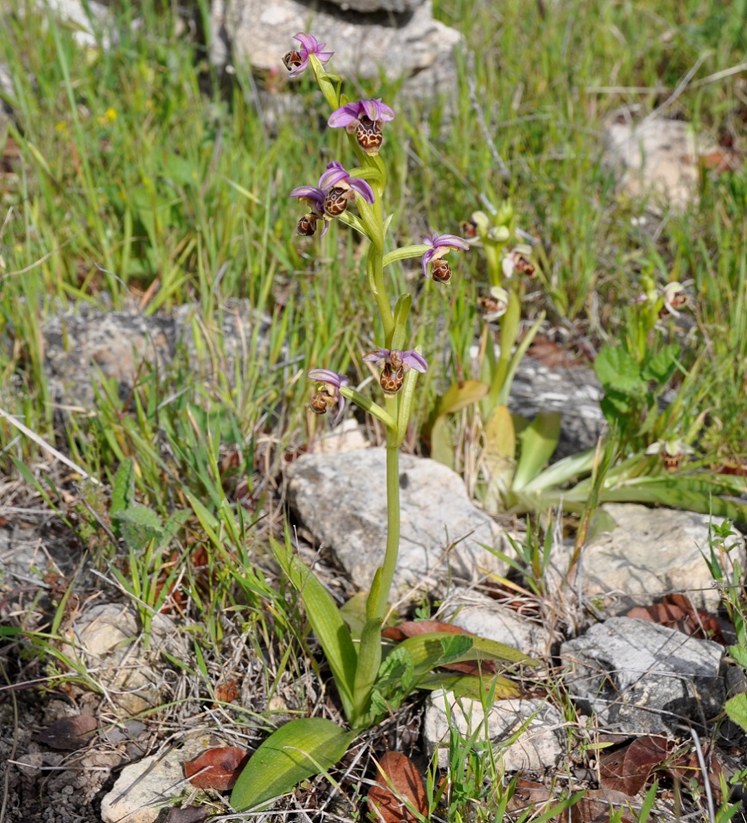 Image of Ophrys umbilicata specimen.