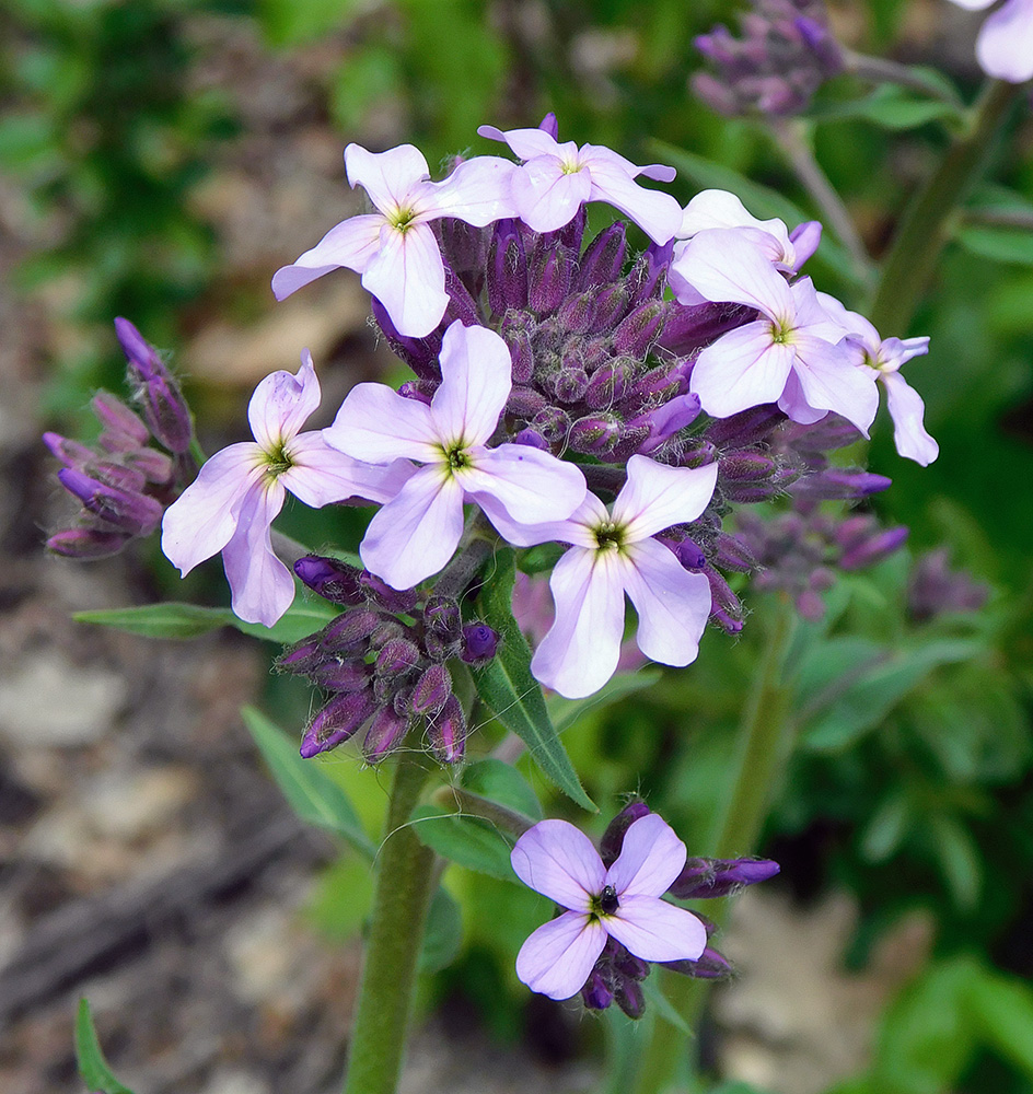 Image of Hesperis pycnotricha specimen.