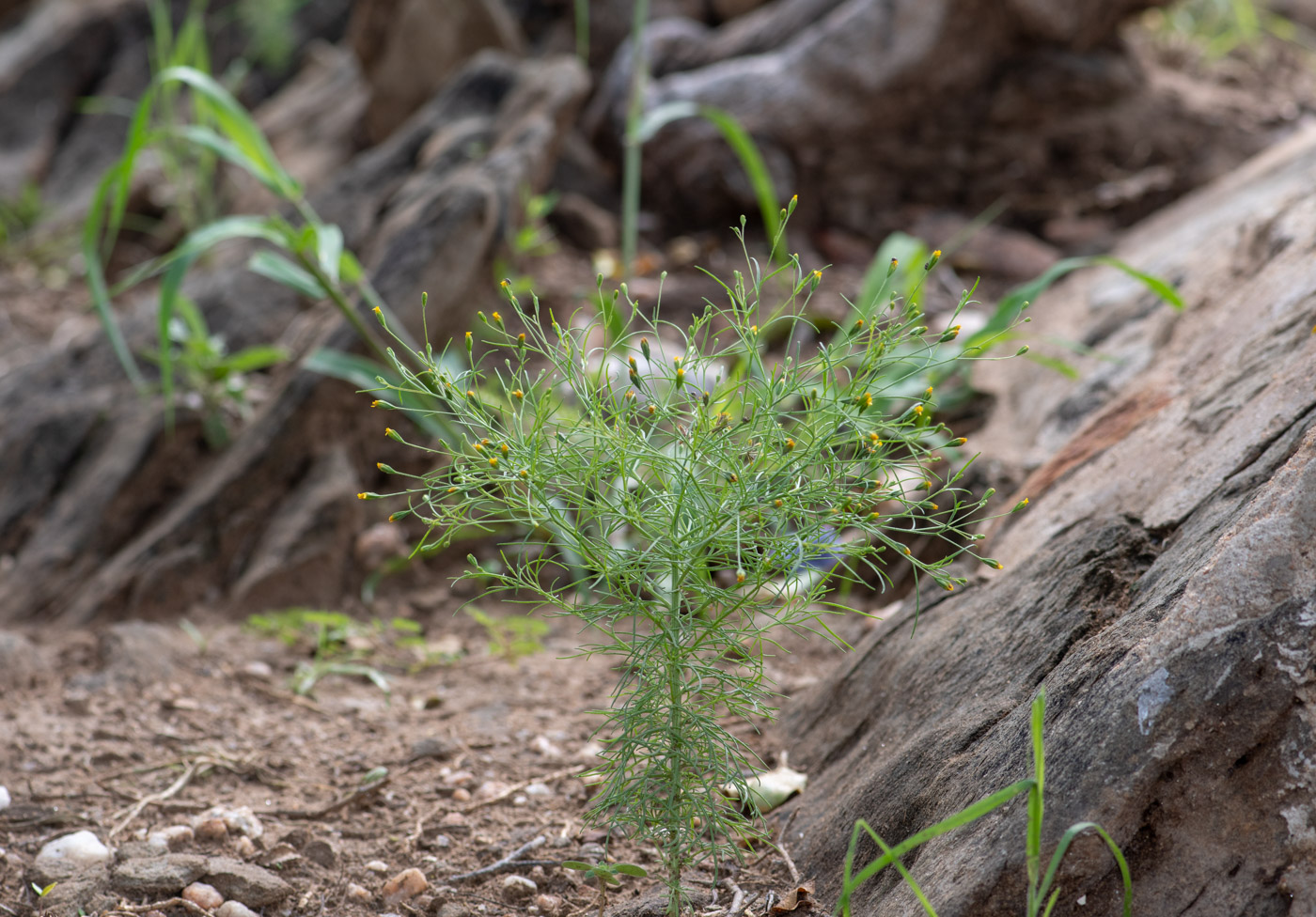 Image of Schkuhria pinnata specimen.