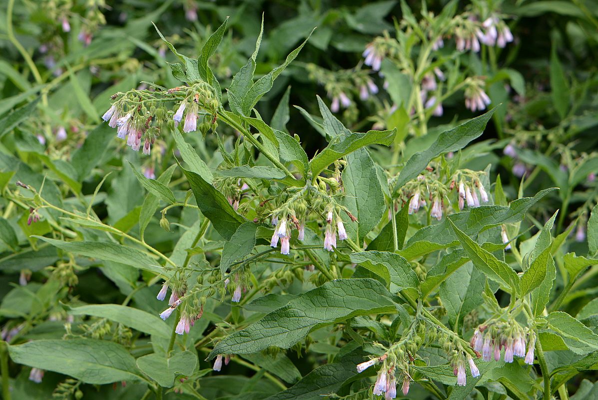 Image of Symphytum &times; uplandicum specimen.