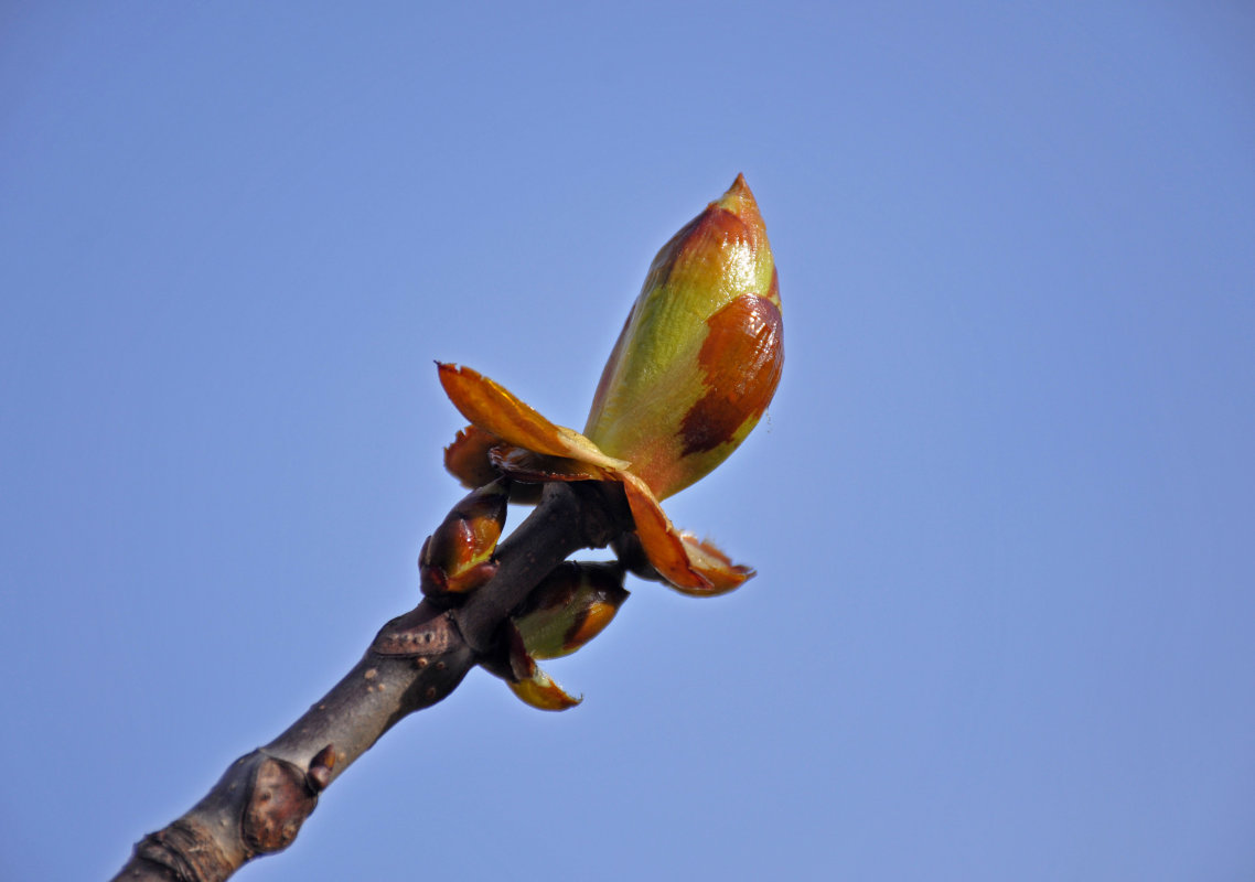 Image of Aesculus hippocastanum specimen.