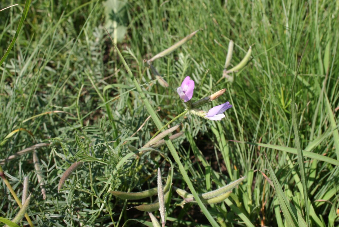 Изображение особи Astragalus corniculatus.
