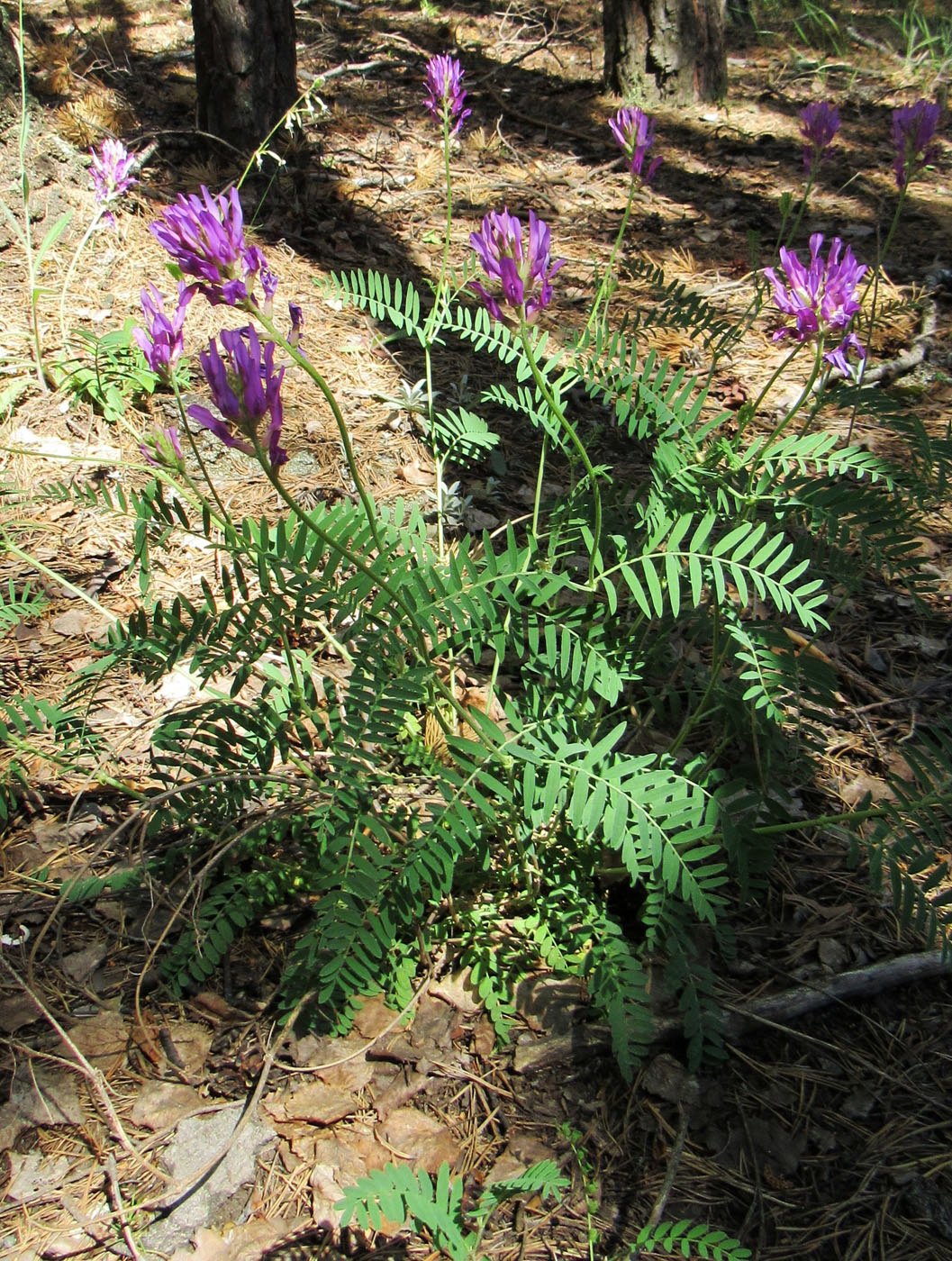 Image of Astragalus onobrychis specimen.