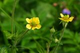 Geum macrophyllum