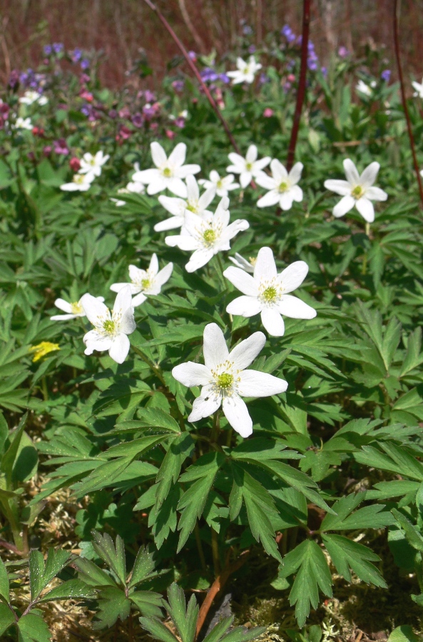 Image of Anemone nemorosa specimen.