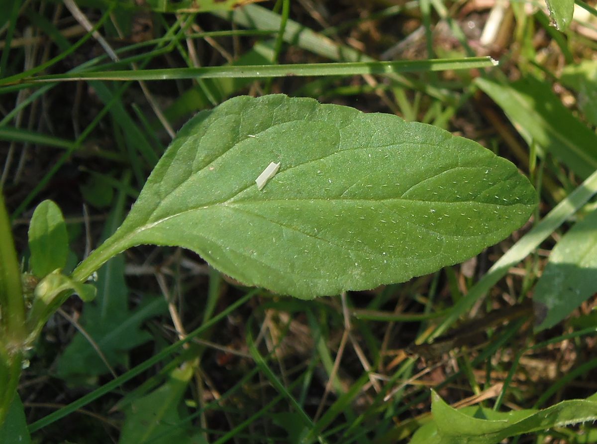 Изображение особи Prunella vulgaris.