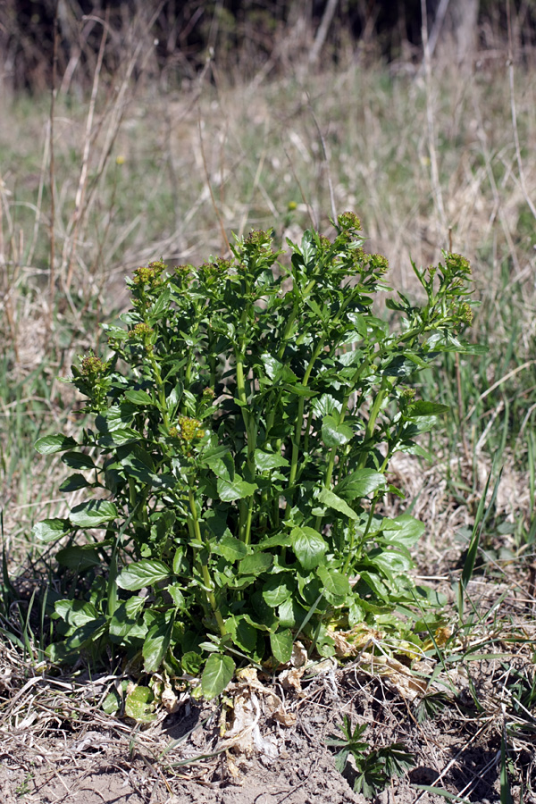 Image of Barbarea arcuata specimen.