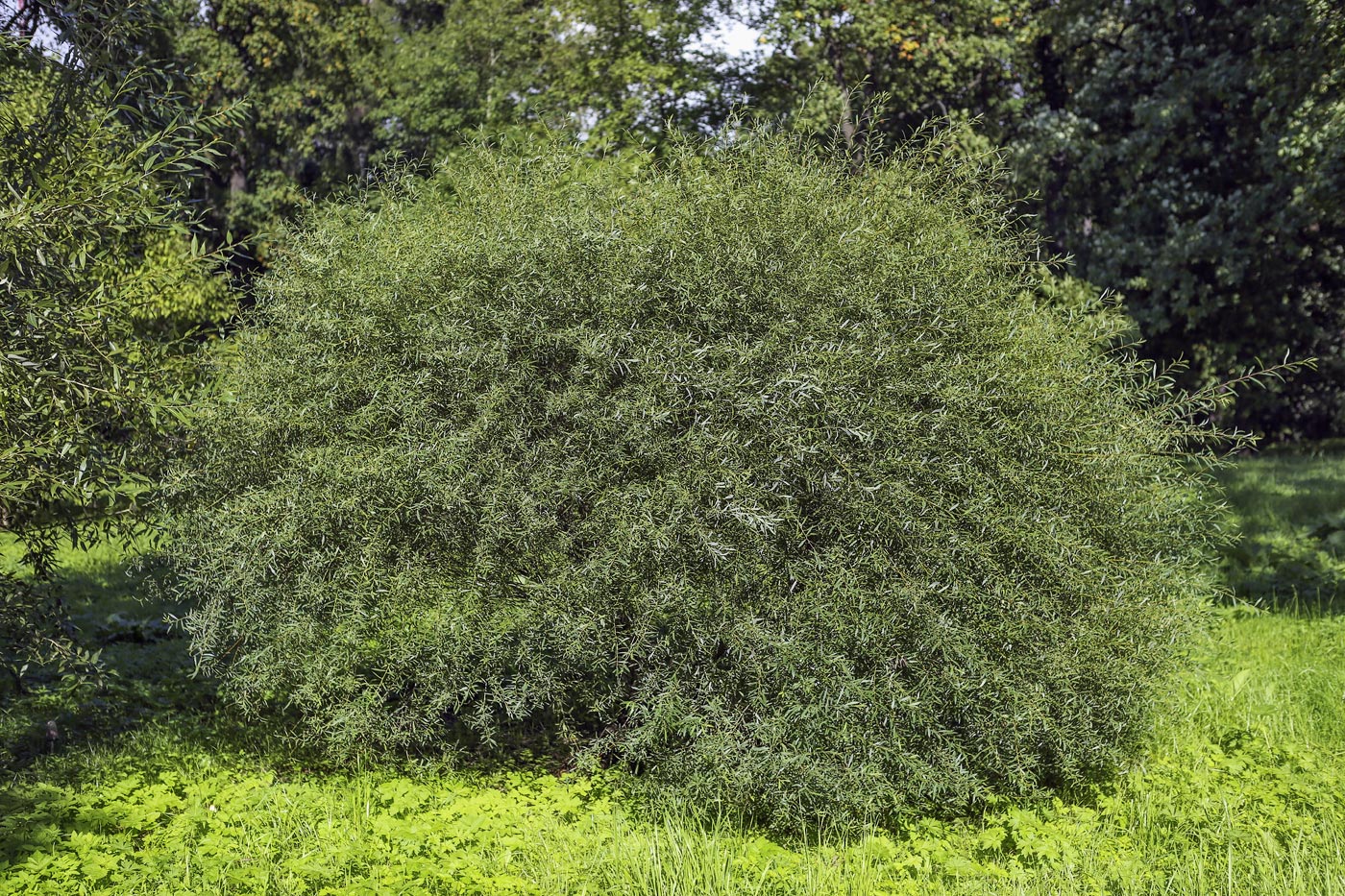 Image of Salix purpurea specimen.