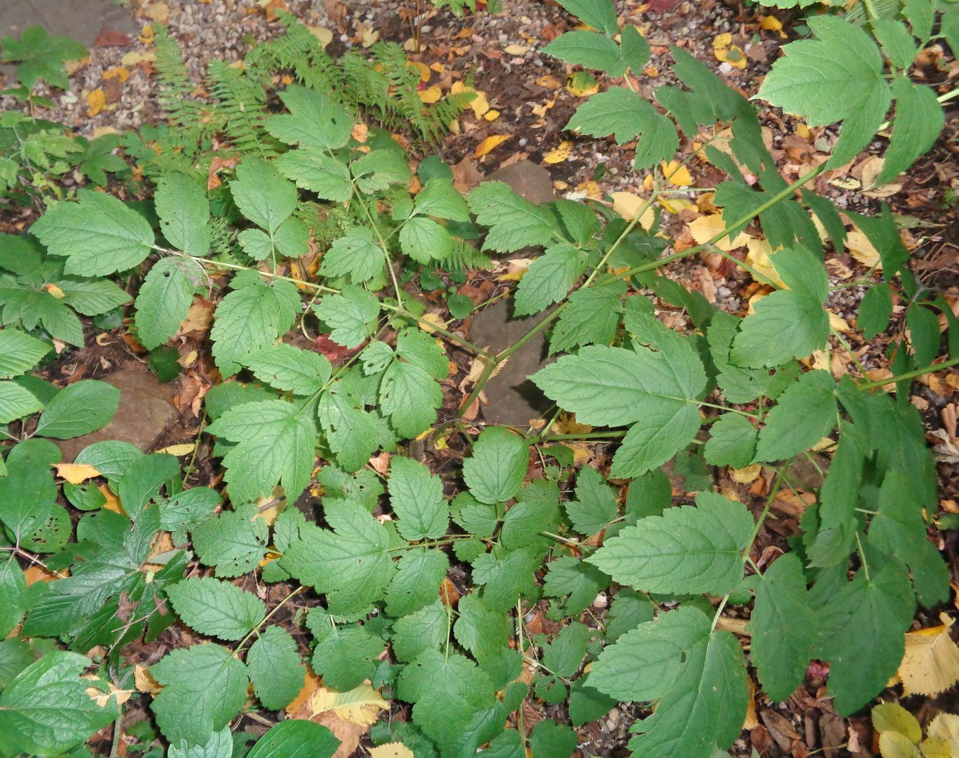 Image of genus Cimicifuga specimen.