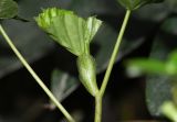 род Begonia