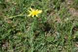 genus Tragopogon