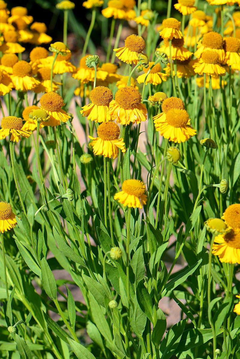 Image of Helenium autumnale specimen.