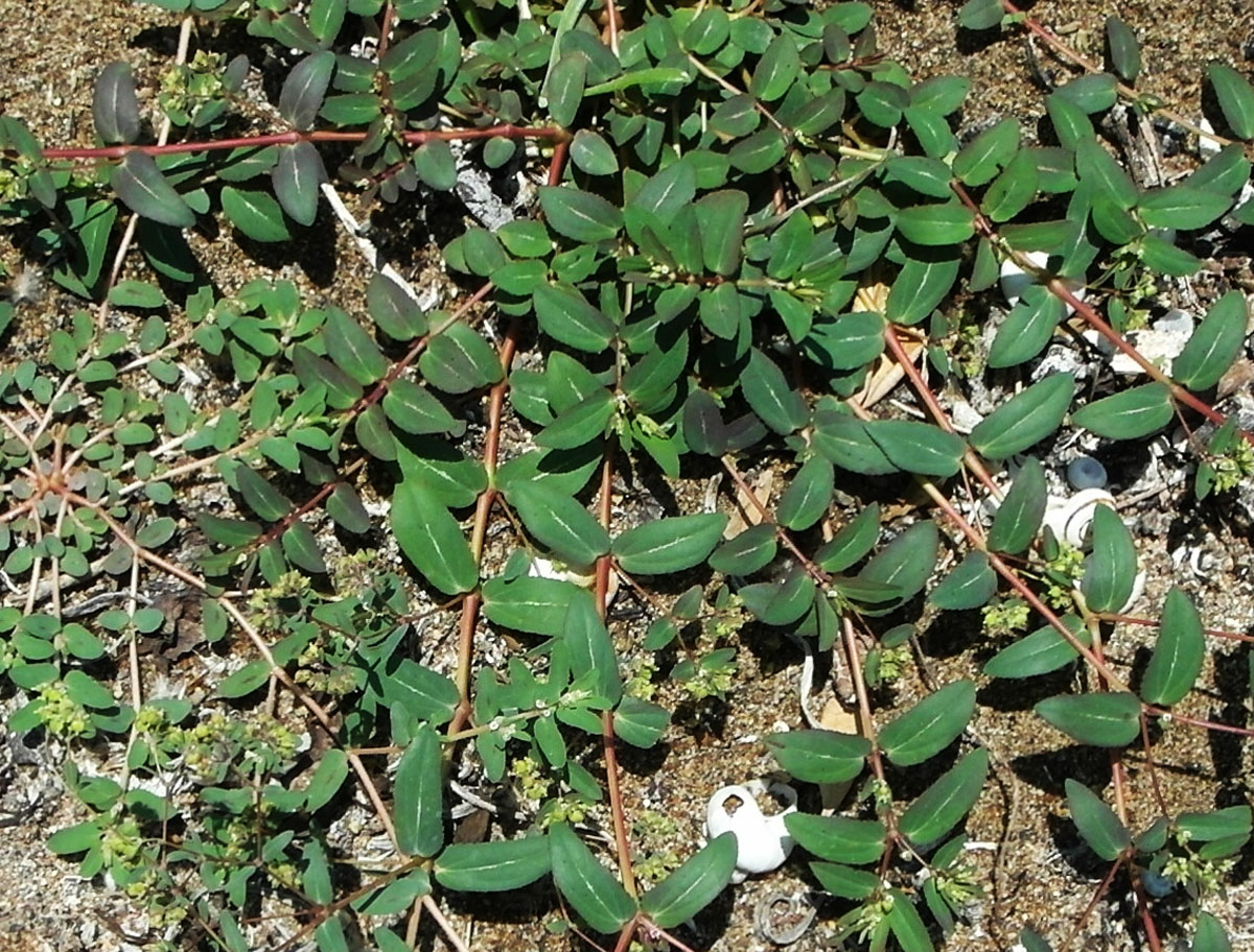 Изображение особи Euphorbia hypericifolia.