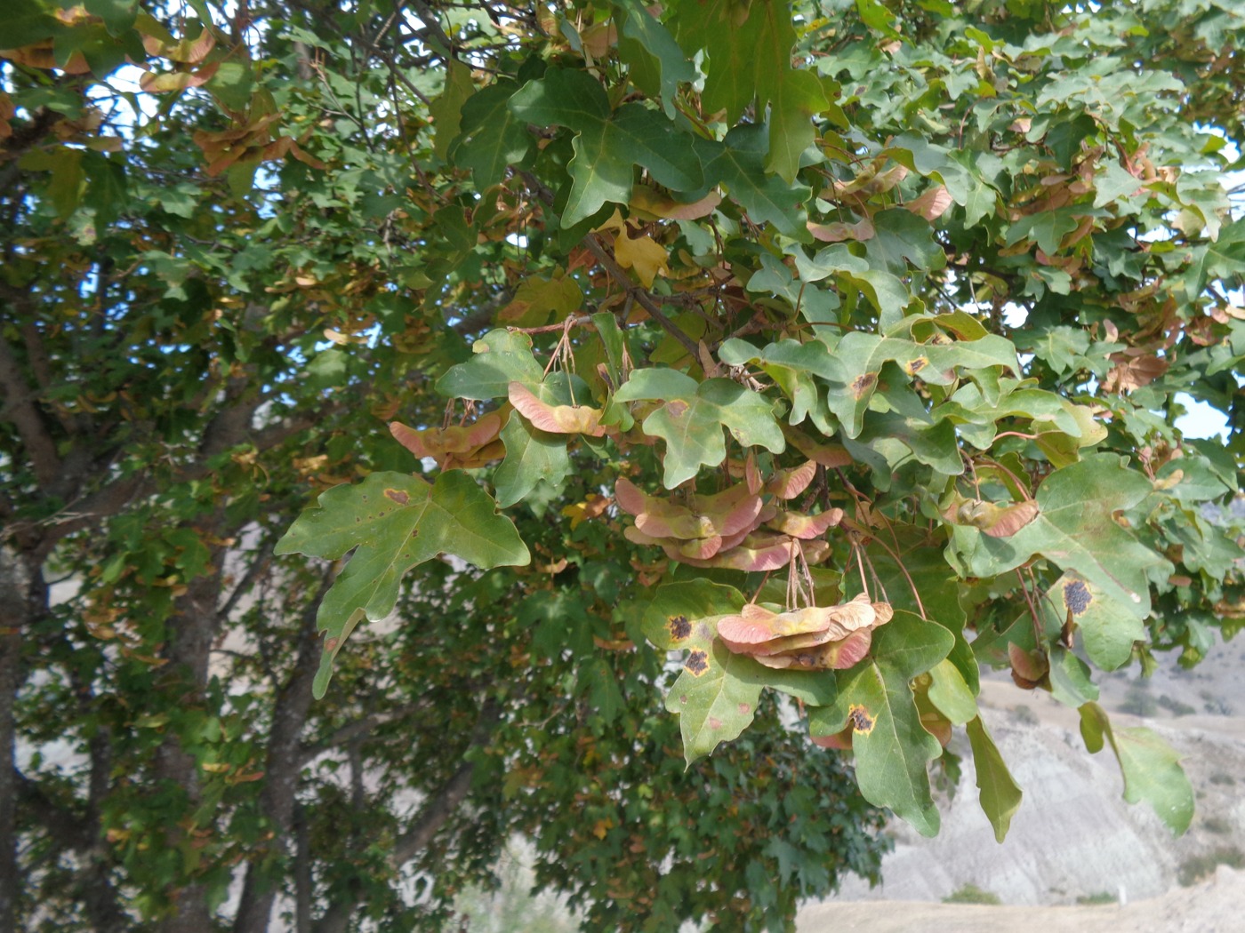 Image of Acer campestre specimen.