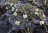 Hydrangea aspera ssp. sargentiana