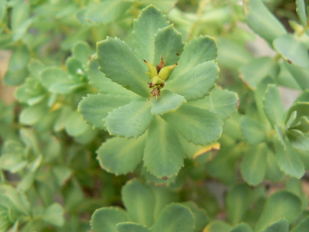 Изображение особи Rhodiola rosea.