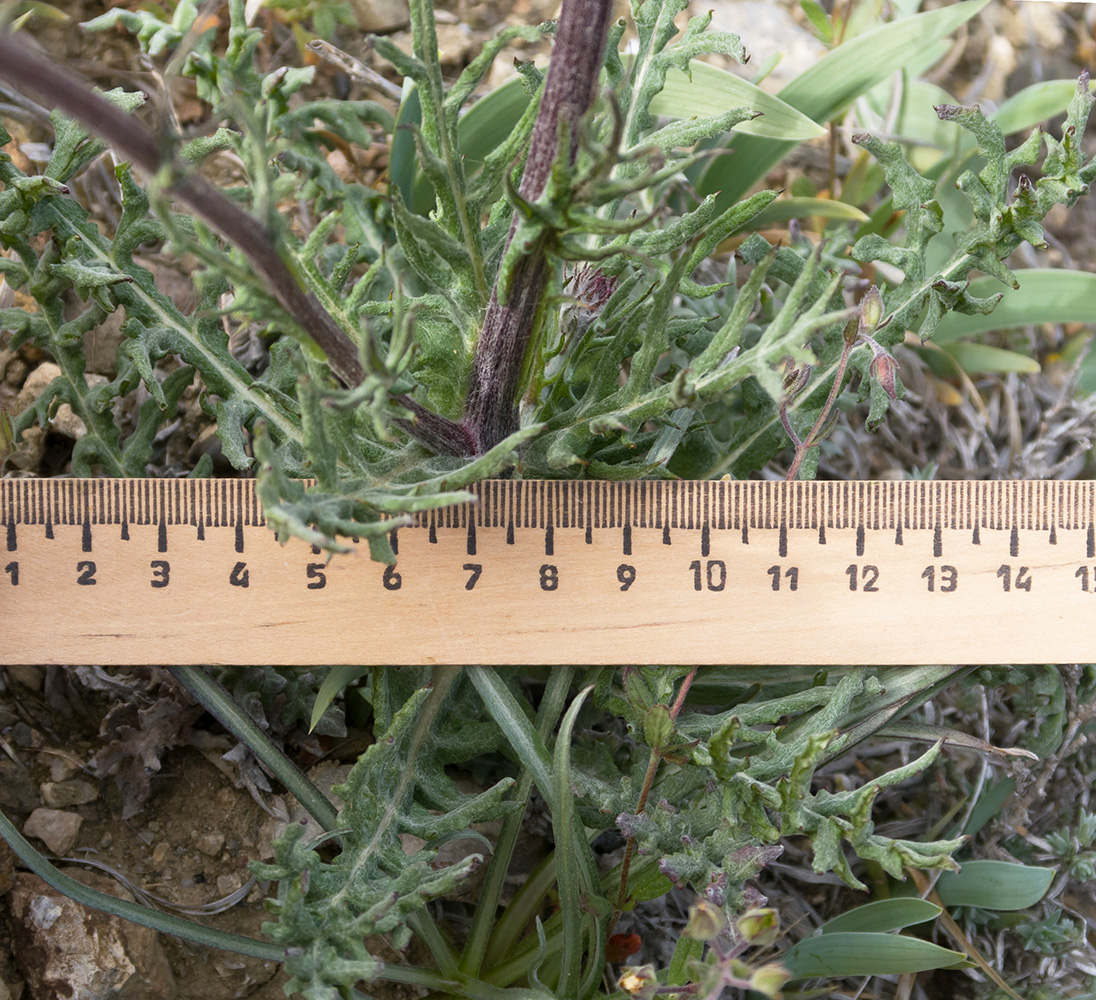 Image of Jurinea roegneri specimen.