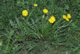 род Taraxacum