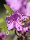 Rhododendron ledebourii. Цветок. Томская обл., г. Томск, Академгородок, в культуре. 10.05.2022.