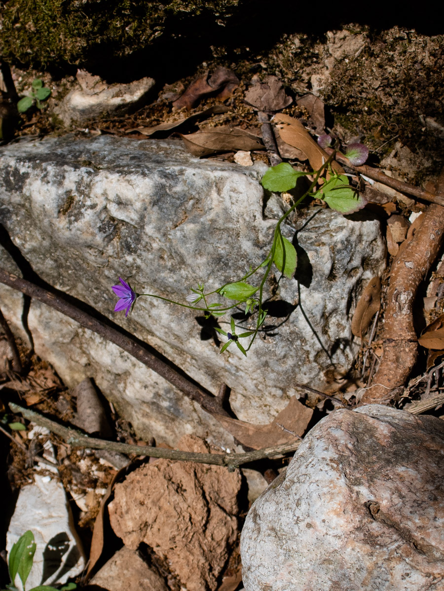 Изображение особи Campanula sidoniensis.