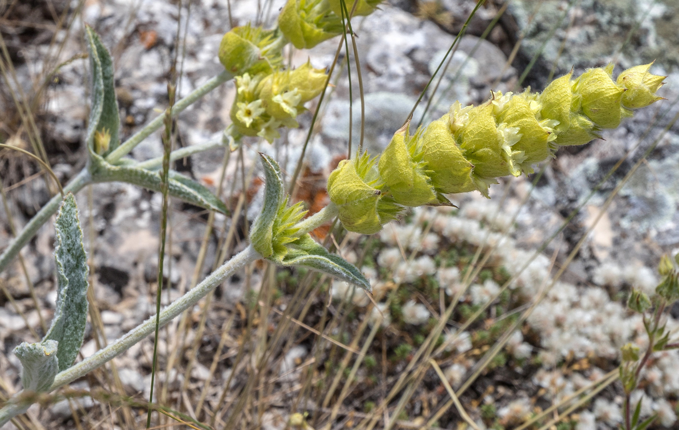 Image of Sideritis catillaris specimen.