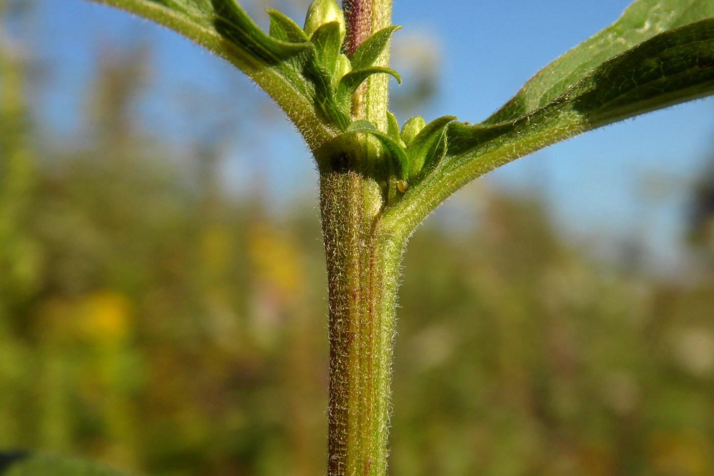 Image of Solidago virgaurea specimen.