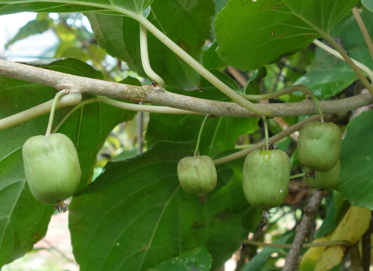 Image of Actinidia arguta specimen.