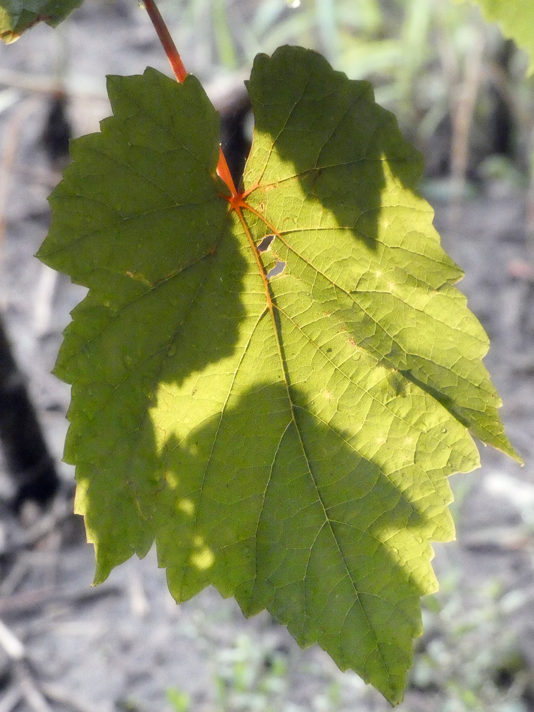 Изображение особи Vitis vinifera.