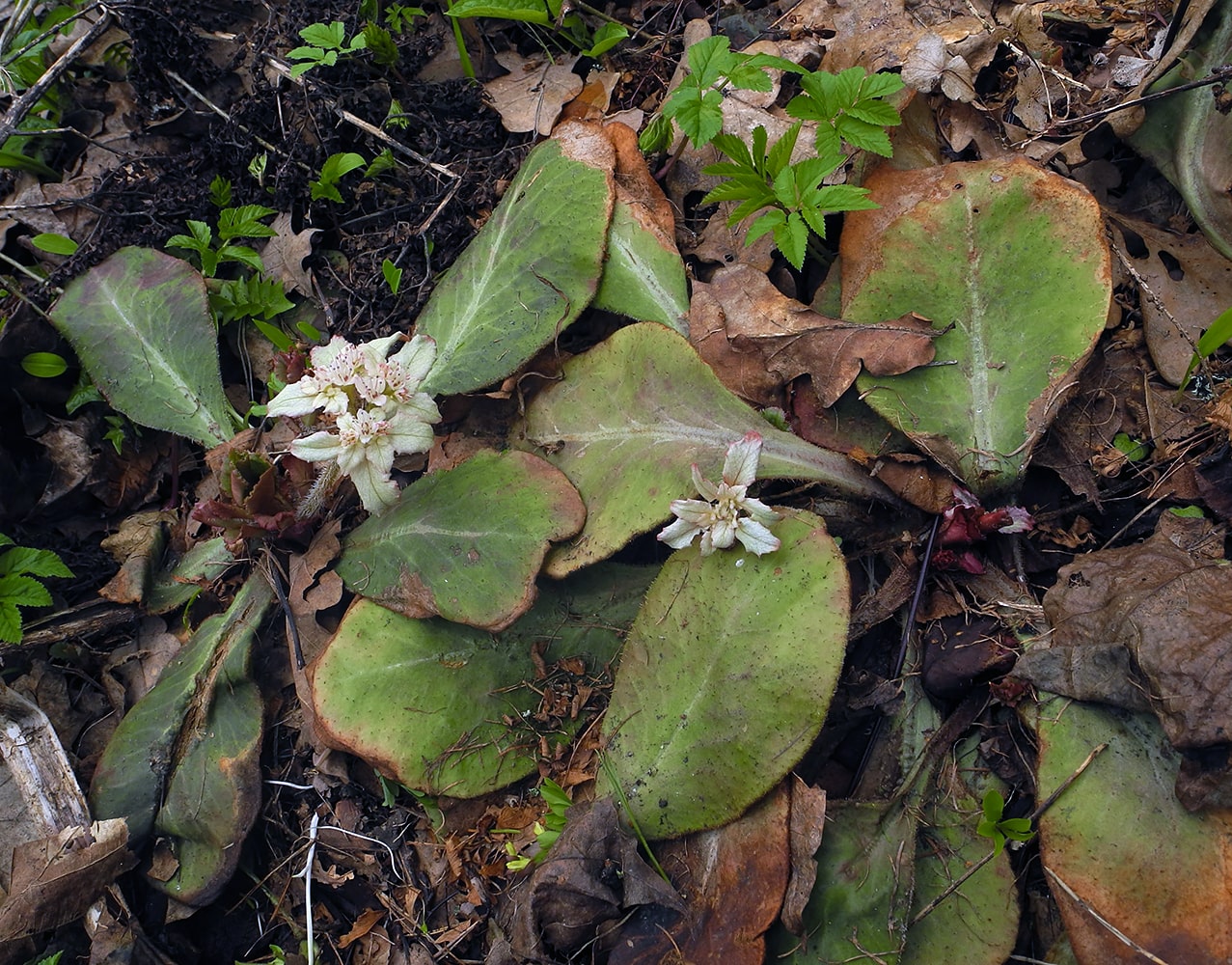 Image of Chrysosplenium macrophyllum specimen.