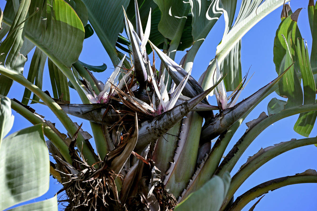 Image of Strelitzia nicolai specimen.