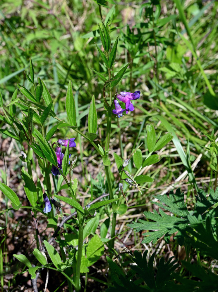 Изображение особи Lathyrus frolovii.