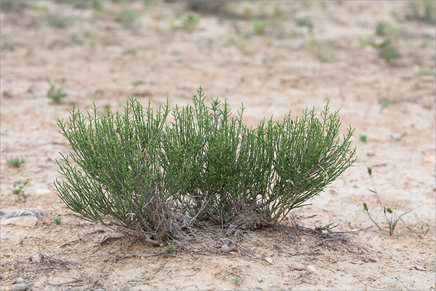 Изображение особи род Salicornia.