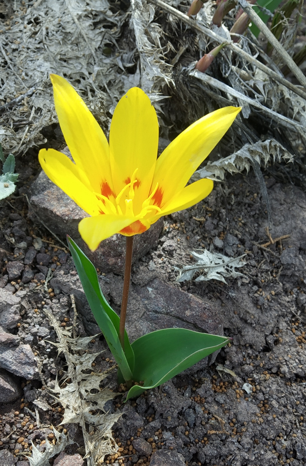 Изображение особи Tulipa vvedenskyi.