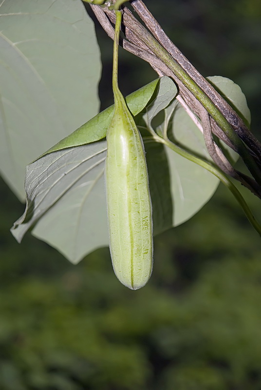 Изображение особи Aristolochia manshuriensis.