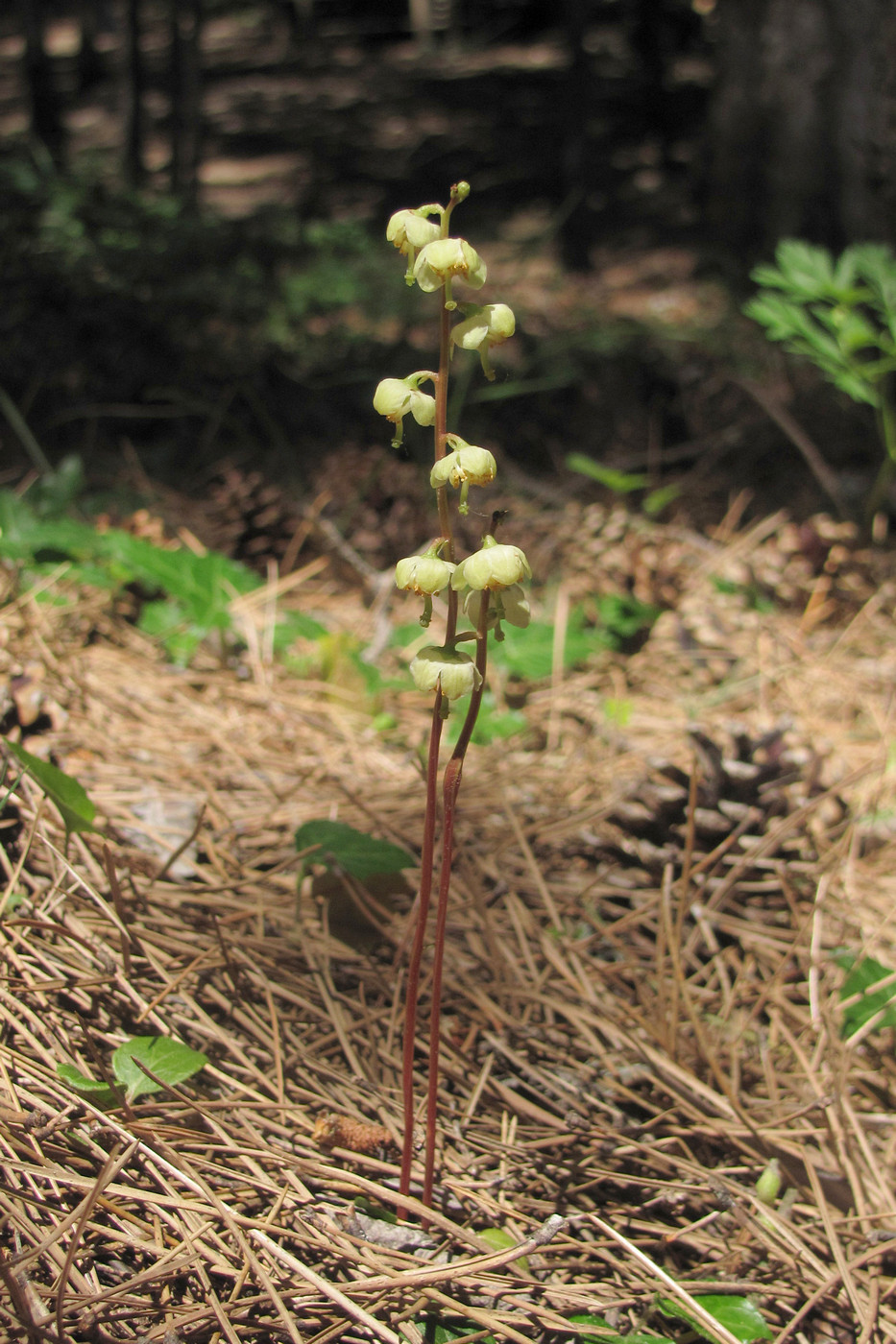 Изображение особи Pyrola chlorantha.