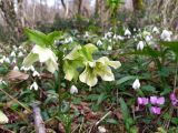 Helleborus caucasicus. Верхушка цветущего растения. Краснодарский край, городской округ Сочи, Хостинский р-н, дорога к Орлиным скалам, широколиственный лес. 11.02.2024.