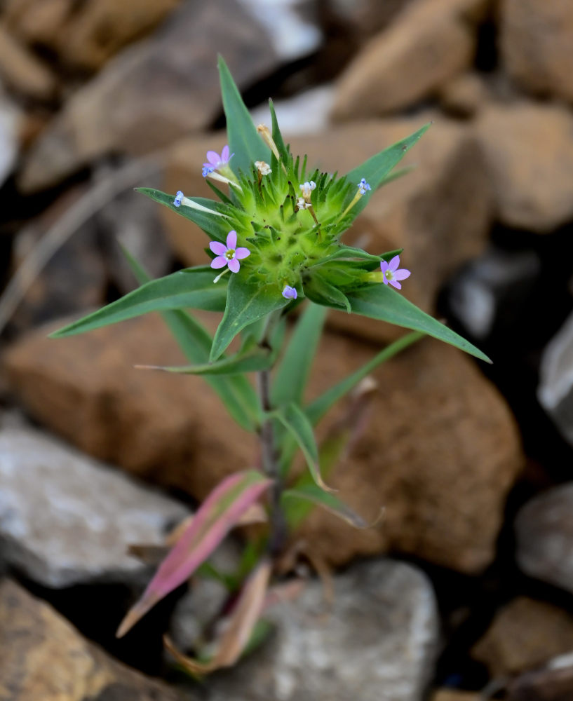 Image of Collomia linearis specimen.