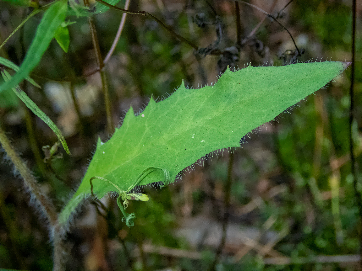 Изображение особи род Hieracium.