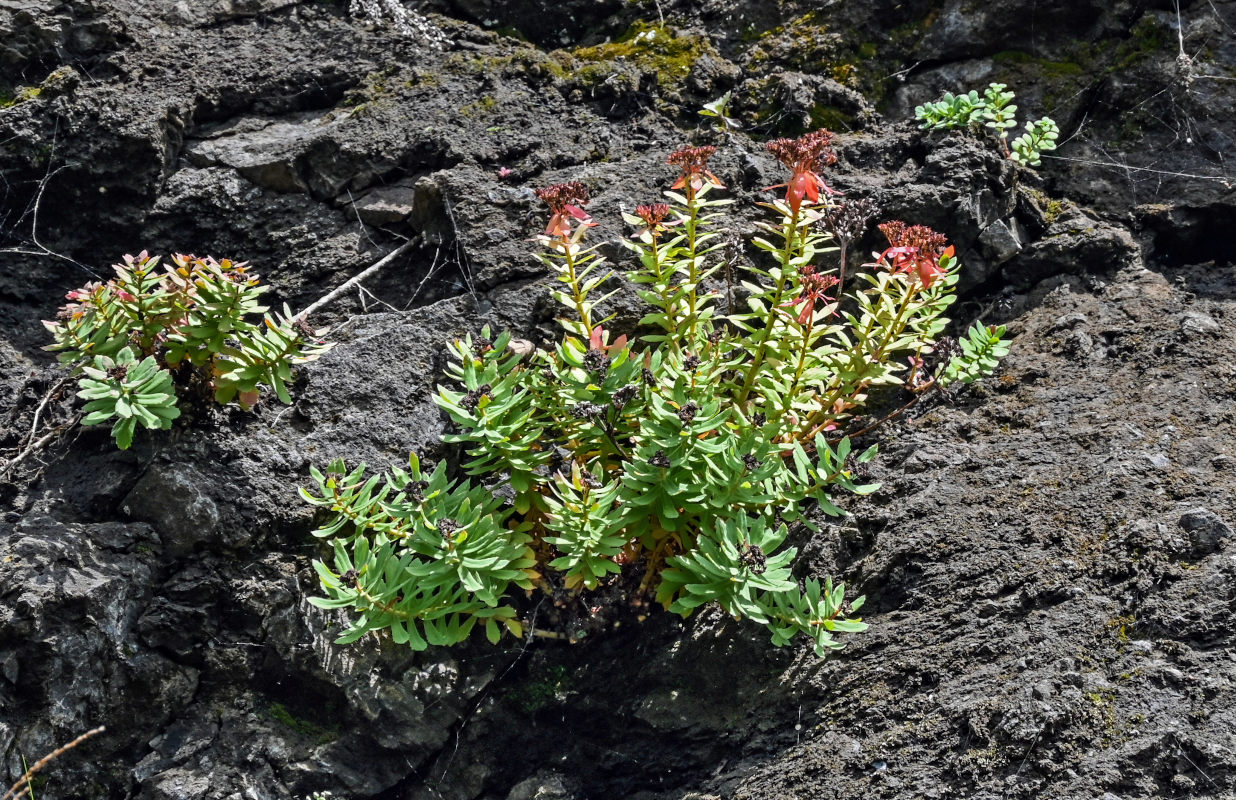 Image of Rhodiola integrifolia specimen.