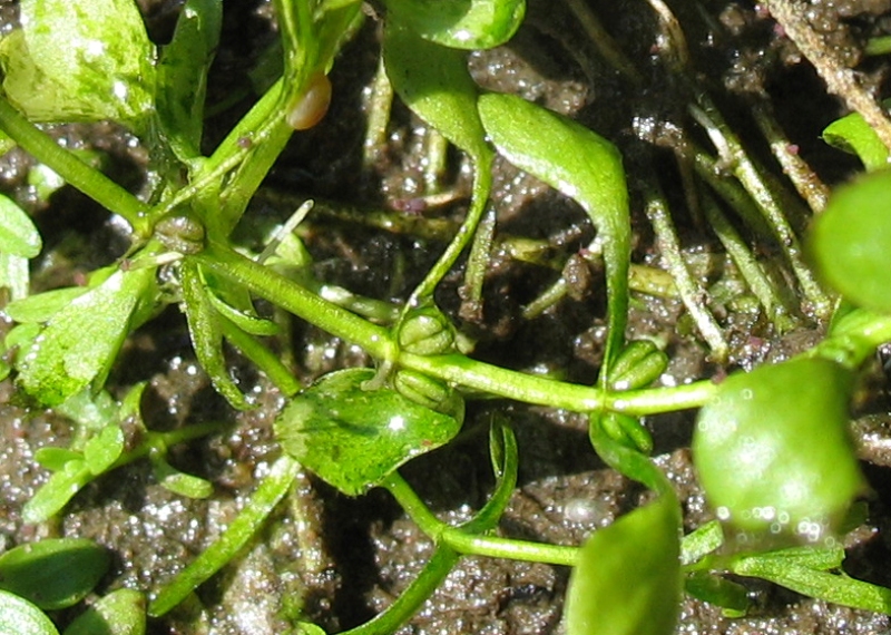 Image of Callitriche palustris specimen.