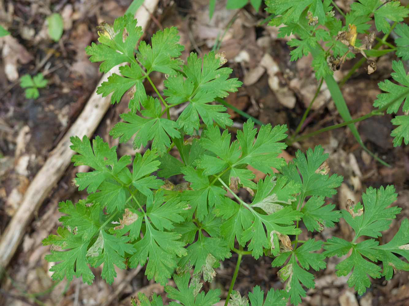 Изображение особи Physospermum cornubiense.